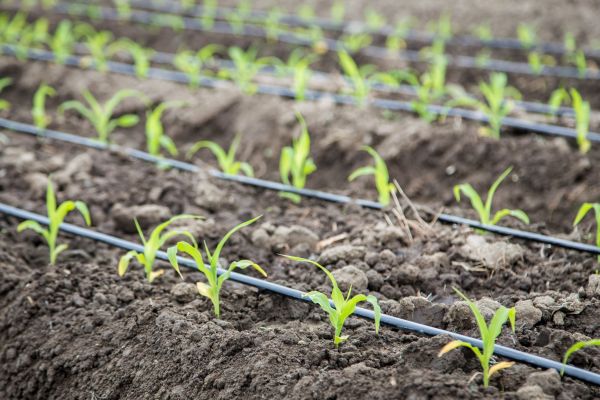 Yard Irrigation Service