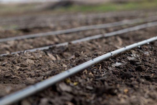 Drip Irrigation Restoration